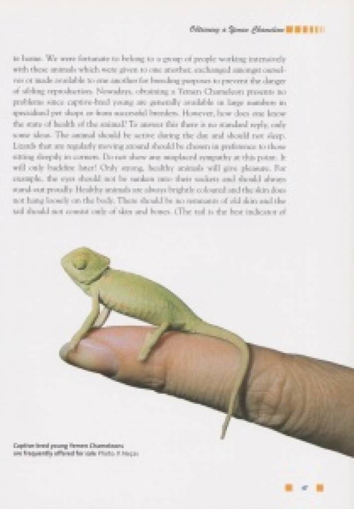 Chamaeleo calyptratus: The Yemen Chameleon